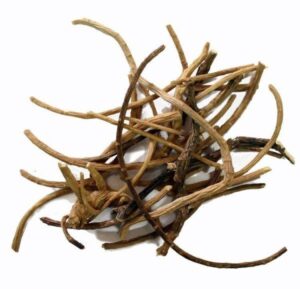 Silene capensis African dream root