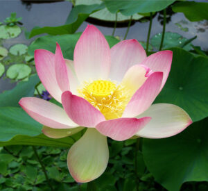 Lotus, Nelumbo nucifera