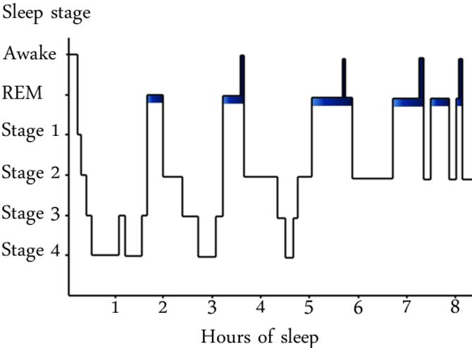 Sleeping Cycle