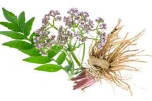 Valerian herb