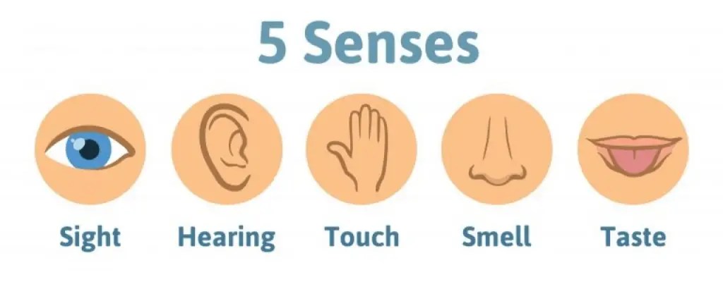 Five Senses